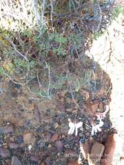 Pelargonium trifidum