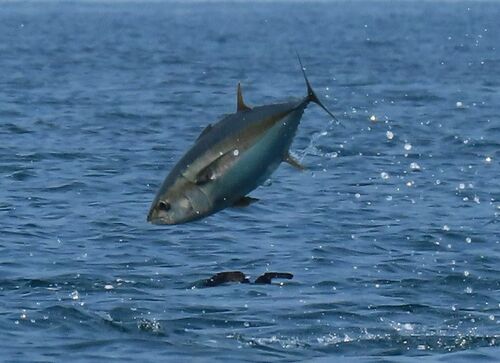 Yellowfin tuna (Thunnus albacares) — Scombridae — 4