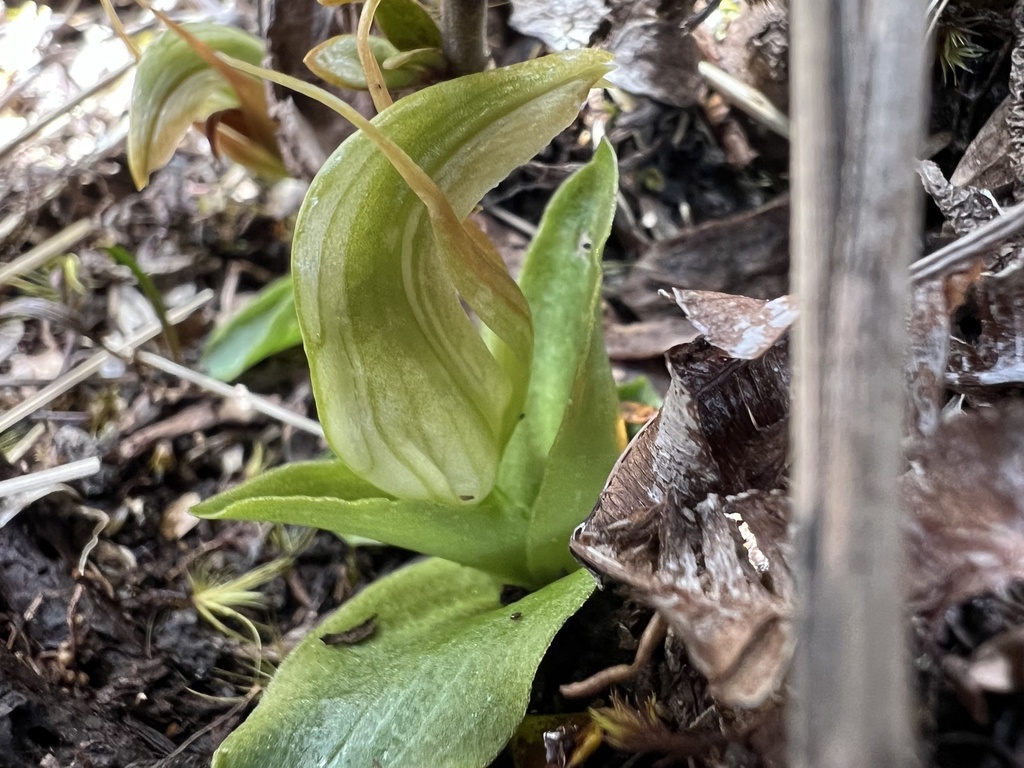Pterostylis venosa