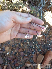 Pelargonium trifidum