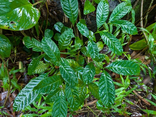 Swietenia macrophylla observed 2024-11-09