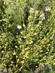 Camelina