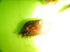 Barbatia barbata