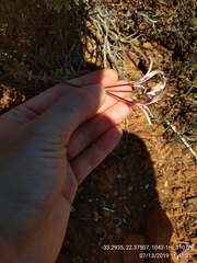 Pelargonium trifidum