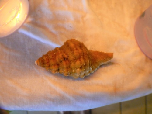 Monoplex corrugatus