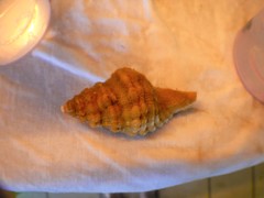 Cymatiidae