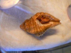 Cymatiidae