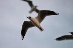 Chroicocephalus maculipennis