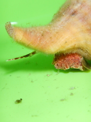 Cymatiidae