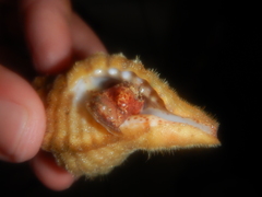 Cymatiidae
