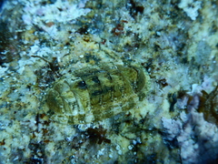 Rhyssoplax olivacea