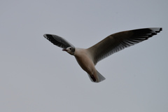 Chroicocephalus maculipennis