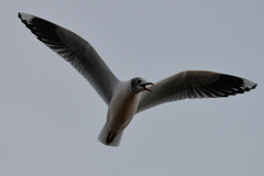 Chroicocephalus maculipennis