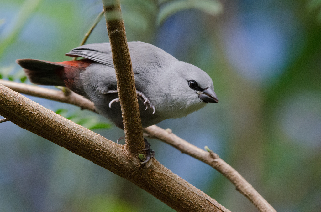 Grey Waxbill and allies