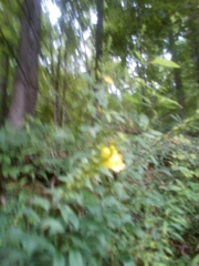 Dasistoma macrophylla