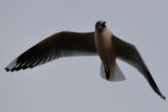 Chroicocephalus maculipennis