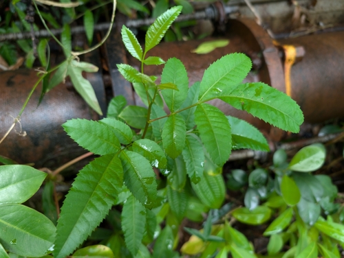 Schinus terebinthifolia