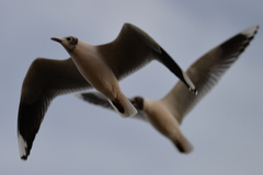 Chroicocephalus maculipennis