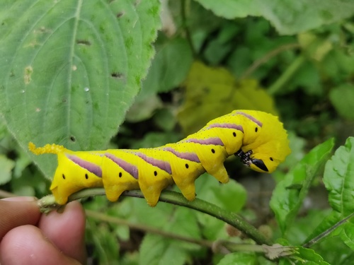 Greater Death's Head Hawkmoth