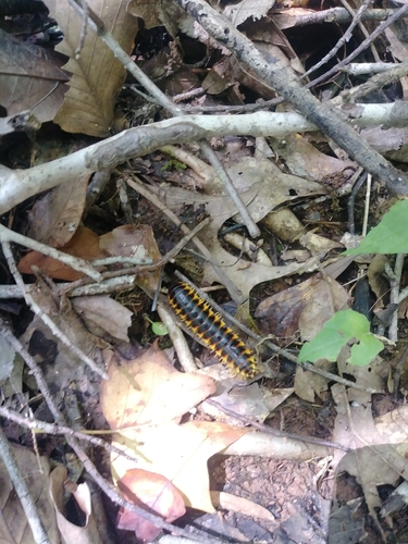 Black-and-gold Flat Millipede photo 4