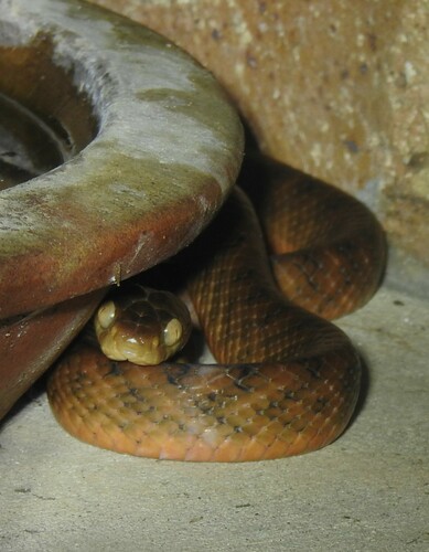 Brown Tree Snake sighting