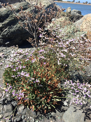 Limonium ramosissimum