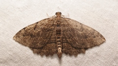 Philereme transversata