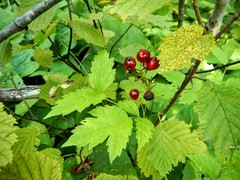 Actaea rubra rubra