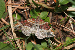 Xanthorhoe spadicearia