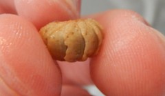 Lepidopleurus cajetanus