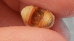 Lepidopleurus cajetanus