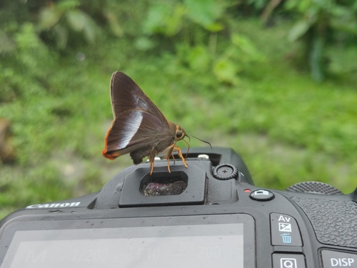 Orangetail Awlet