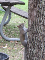Sciurus carolinensis