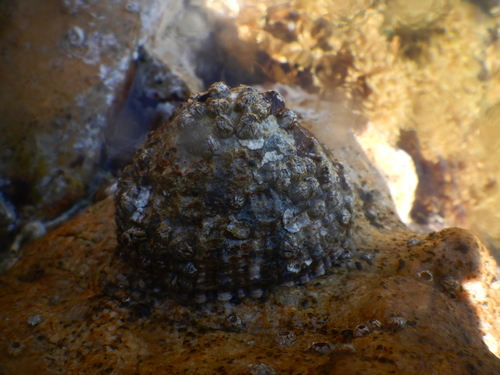 Patella ferruginea