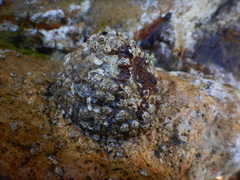 Patella ferruginea