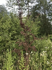 Prunus cerasifera pissardii