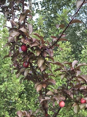 Prunus cerasifera pissardii