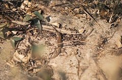 Aspidoscelis guttatus