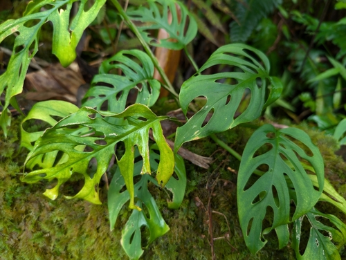 Monstera adansonii observed 2024-11-09