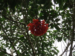 Bomarea bredemeyeriana