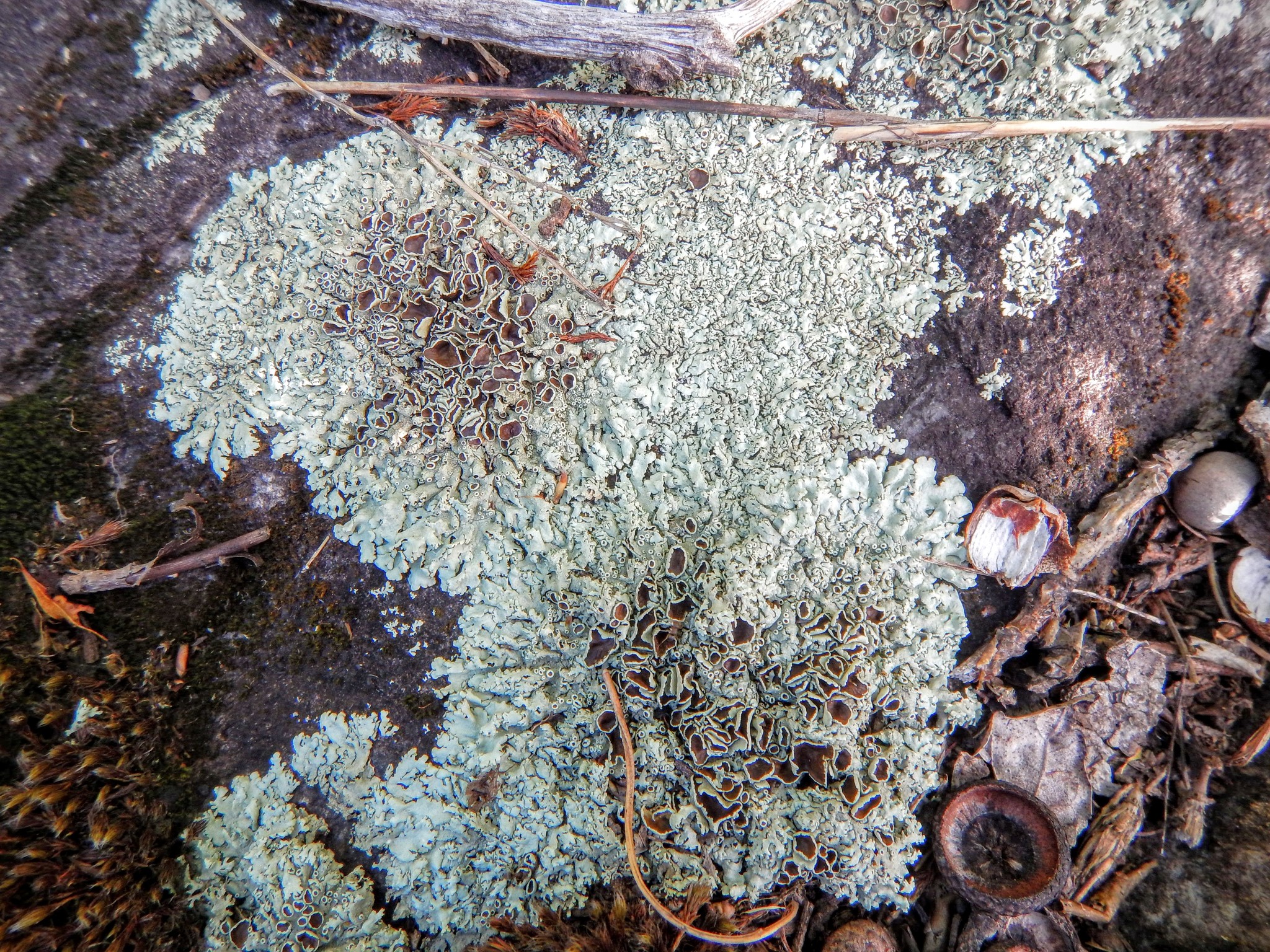 Xanthoparmelia cumberlandia image