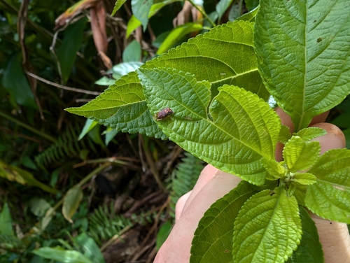 Lantana Hispid photo 5
