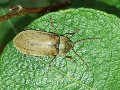 Dascillus cervinus
