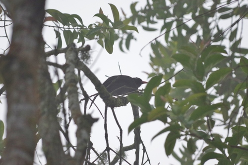 Melanocichla lugubris