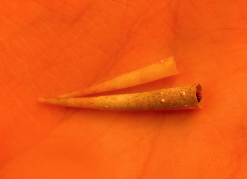 European tusk