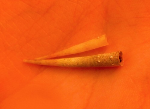 European tusk