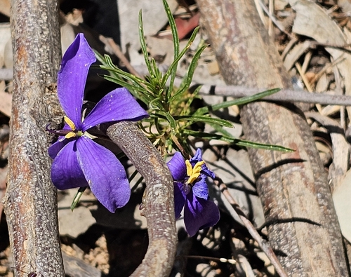 Image of Cheiranthera linearis by (c) ianrainbow, some rights reserved (CC BY)