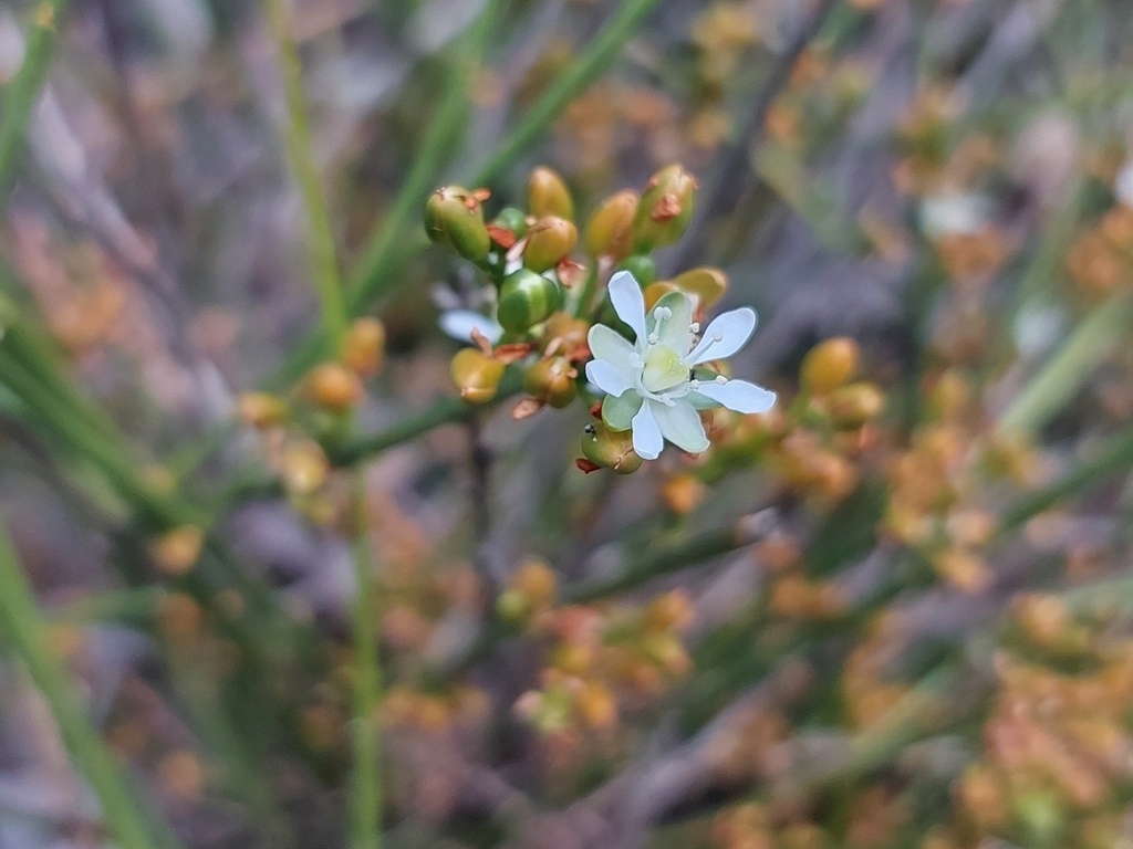 Macarthuria australis