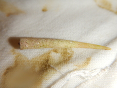Dentaliidae