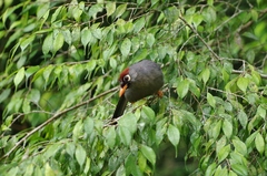 Pterorhinus mitratus